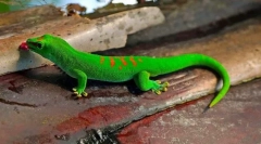 Gecko (fotografija): gušter s fantastičnim sposobnostima