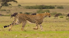 Cheetah: zanimljive činjenice o brzom brzom predatoru