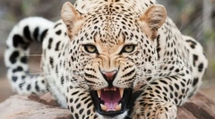 Cheetah