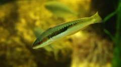 Hermafroditizam među ribom