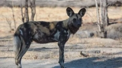 Psa hijenoga ili afrički divlji pas (25 fotografija)