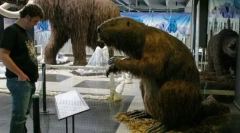Giant beaver