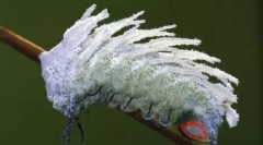 Giants u našem svijetu - poznate životinje i insekte neobične veličine
