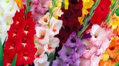 Gladiola