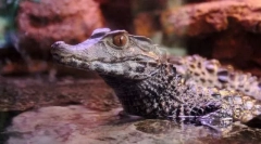 Dragož caiman