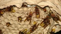 Utičnicu konja i načine uništavanja