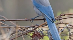 Blue soroka