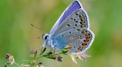 Goyanka rimska