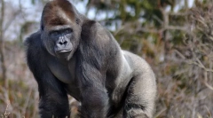 Gorilla istočno rudarstvo