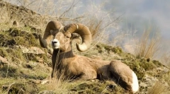 Planinski ovnovi i koze