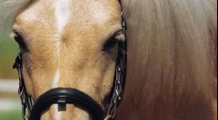 Gotland poni