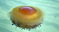 Graciozan i opasan: 10 najljepših meduza na svijetu