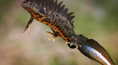 Veliki triton