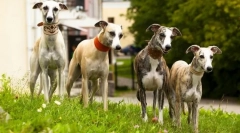 Greyhound (fotografija): tko je u svjetlu svega brže - nemojte nadoknaditi sivom bojom!