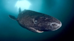 Grenland shark - najvlaže životinje kralježnjaka