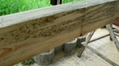 Gljivica na drvenu i drvnu obradu od kalupa
