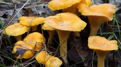 Chanterles