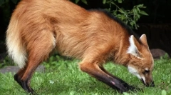 Teški vuk (straža)