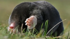 Humane metode za uništavanje mola