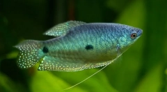 Gurura