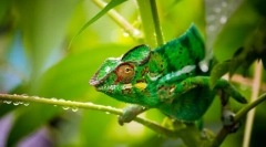 Chameleon (fotografija): pravi urotnik životinjskog svijeta
