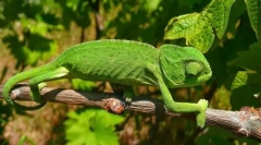 Kameleon običan