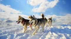 Husky (fotografija): svježe ljubavi i nezavisni pas