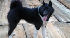 Husky i slično - tražimo razlike