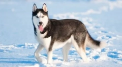 Husky: teorija naziva podrijetla