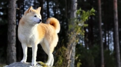 Khatiko - pas pasmina akita inu (fotografija): veliki pratilac i prijateljski prijatelj