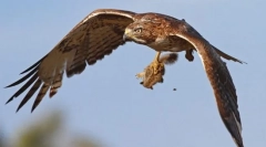 Ptica predatora