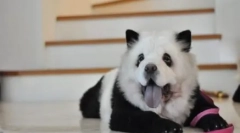 Udari kinu: chow-chow panda