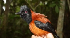 Crested pitohu