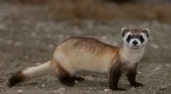 Ferret american