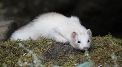 Ferret opis, način života, stanište gdje živi
