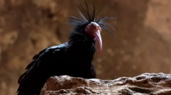 Ibis ćelav sjeverno
