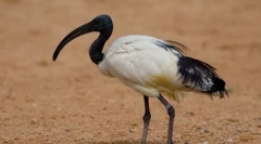 Ibis sveti