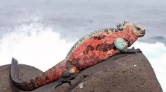 Iguana pomorska