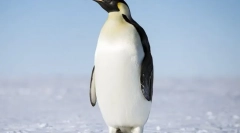 Imperial pingvin