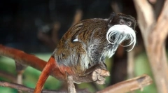 Carski tamarin