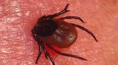 Period inkubacije kopefalitisa