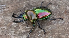 Zanimljivi o insektima