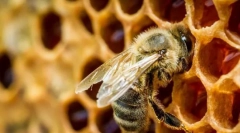 Zanimljive o pčelama