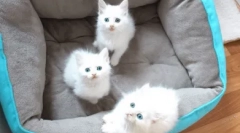 Zanimljive činjenice o bijelim plavookim slatkišima