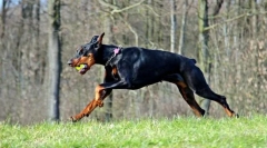 Zanimljive činjenice o doberman