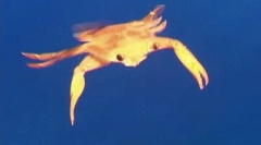 Zanimljive činjenice o kormilu crnog mora