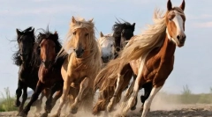 Zanimljive činjenice o konjima