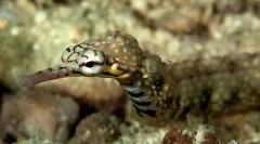 Zanimljive činjenice o morskim igalima