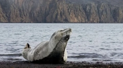 Zanimljive činjenice o morskim leopardima