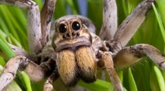 Zanimljive činjenice o pauk-vuku